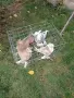 Продавам гълъби Димкежи , снимка 3