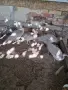  пауни женски чернокрили, снимка 3