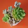 Сукуленти микс вкоренени, снимка 7
