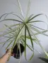 Циперус, водна палма, cyperus variegata, снимка 1