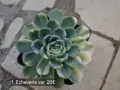 Сукуленти Echeveria различни видове, снимка 1