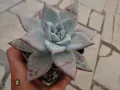 Сукуленти Echeveria различни видове, снимка 4