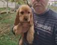 Кокер Шпаньол.. , снимка 4