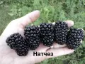 Разсад 2026г маточник, снимка 2