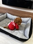 Той пудел момче / Toy poodle boy, снимка 1