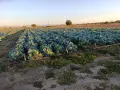 Продавам    зеле, снимка 1