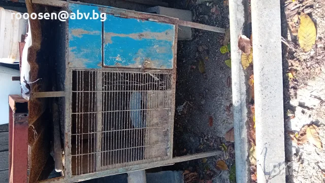Зайчарник метален