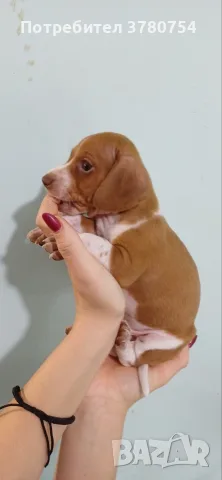 Дакел пиебалд piebald dachshund , снимка 5 - Дакели - 56338485