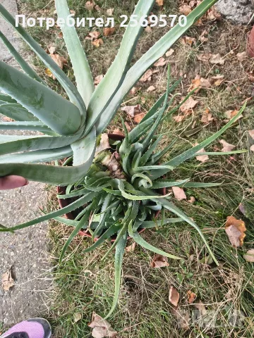 🌿 ПРОДАВАМ ЛЕЧЕБНО АЛОЕ ВЕРА 🌿 , снимка 11 - Стайни растения - 56662282