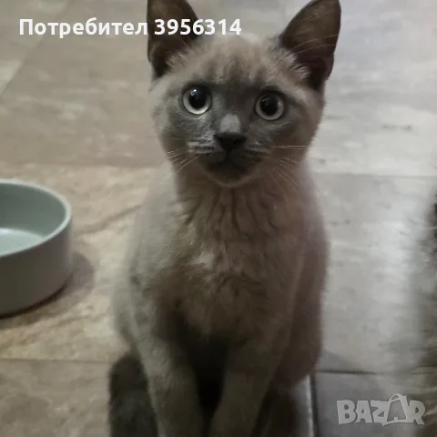 продава се Blu Point, снимка 2 - Британска късокосместа - 56643003