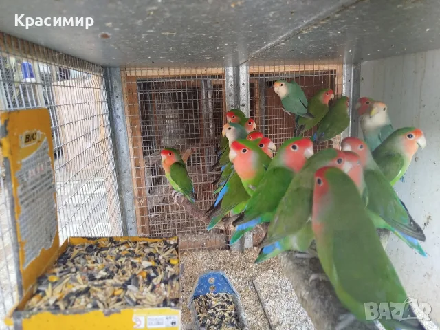 различни видове птици , снимка 10 - Папагали - 56565502