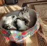 Йорки бивър женски , снимка 1