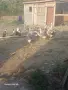 Лебедови гъски., снимка 2