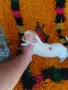 Продавам женско мини чихуахуа, снимка 2