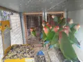 различни видове птици , снимка 10