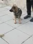 Две момичета немски овчарки!, снимка 8