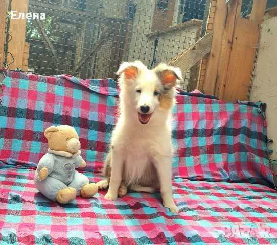 продавам кученца шелти, снимка 13 - Коли - 56568366
