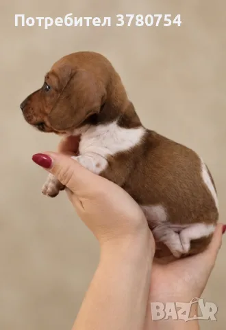 Дакел dachshund , снимка 7 - Дакели - 56691920