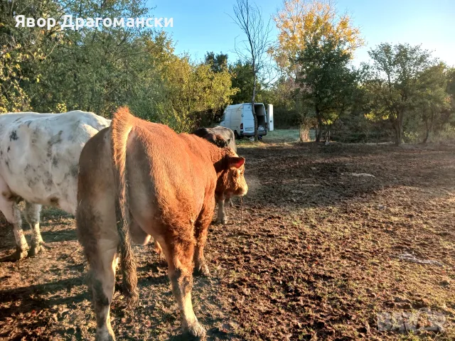 Продавам угоени телета, снимка 2 - Крави - 56739606