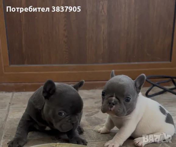 кученца френски булдог , снимка 2 - Френски булдог - 56650461