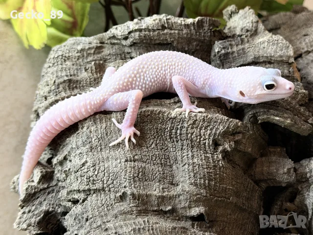 Леопардови гекони (Eublepharis
macularius)