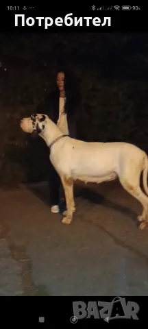Немски дог Great dane, снимка 2 - Немски дог - 56631098