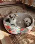 Йорки бивър женски , снимка 3
