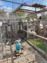 Продавам пазарджишки  високоледци, снимка 2