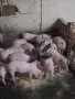 Малки……прасета !, снимка 1