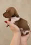 Дакел dachshund , снимка 7