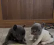 кученца френски булдог , снимка 2