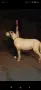 Немски дог Great dane, снимка 2
