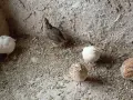 Пътпъдъци за яйца , снимка 1