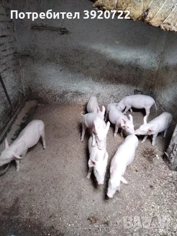 продава женско теле, снимка 6 - Крави - 56615394