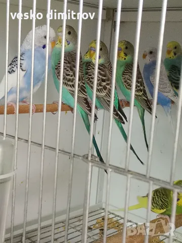 Вълнисти папагали и Корели , снимка 2 - Папагали - 56631503