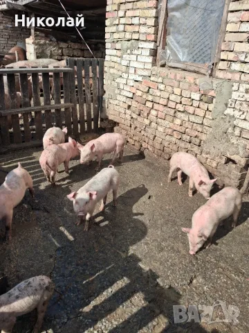 Прасенца дюрок и бели, снимка 5 - Прасета - 56727487
