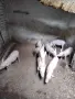 продава женско теле, снимка 6
