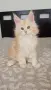 Maine Coon Kittens, снимка 6
