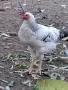 Домашни петли Домашни петли, снимка 12
