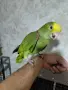Бебе амазона оратрикс, снимка 3