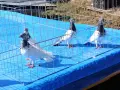 Унгарци млади и стари София, снимка 4