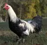 Петли прекрасни красиви 20💰 евро🐓🐓🐓🐓🐓🐓, снимка 3