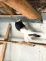 Гълъби седлати болани, снимка 1