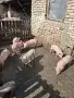 Прасенца дюрок и бели, снимка 5