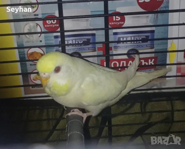 Вълнисти папагали 