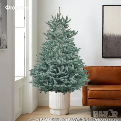 Жива Коледна Елха 60–70 см – Обикновен смърч (Picea abies)