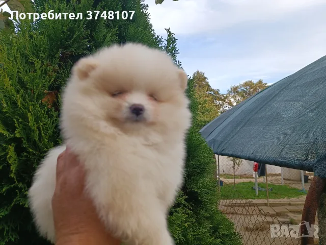 Померан/Померани , снимка 8 - Померан - 56741035