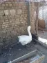 Холмогорски Гъски, снимка 4