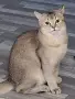 Британец златна чинчила, снимка 1