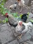 Домашни петли Домашни петли, снимка 1